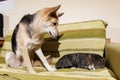 Curious dog watching cat sleeping on bed Royalty Free Stock Photo