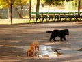 Curious dogs playing in the park Royalty Free Stock Photo