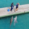 Curious dolphins in pool watching trainer Royalty Free Stock Photo