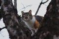 Curious domestic cat climbs on branch of cherry tree and looking for birds for some play with them. Funny animal head. Frolicsome