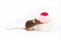 Curious domestic mouse explores the plush pink and white cake.