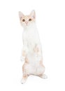 Curious Domestic Shorthair Kitten Begging Royalty Free Stock Photo