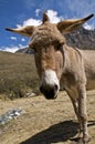 Curious Donkey