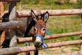 Curious donkey Royalty Free Stock Photo