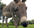 Curious donkey