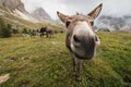 Curious donkey in Dolomites