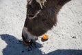 Curious donkey eating tangerine. Close-up portrait photo Royalty Free Stock Photo