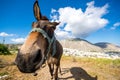 Curious donkey with funny looking a sunny spring day at Santorini. Royalty Free Stock Photo
