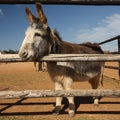 Curious donkey looking through fence