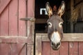 curious donkey peeking its head over stable door
