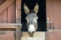 curious donkey peeking its head over stable door