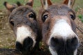 Curious donkeys Royalty Free Stock Photo