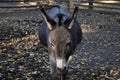 Curious Donkeys on a farm Royalty Free Stock Photo