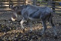 Curious Donkeys on a farm Royalty Free Stock Photo