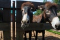 Curious donkeys Royalty Free Stock Photo