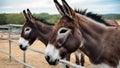 Curious Donkeys Peering from Their Enclosure. Concept Animal Enclosures, Curious Donkeys, Farm Royalty Free Stock Photo