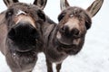 Curious donkeys in the snow Royalty Free Stock Photo