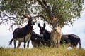 Curious donkeys watching at you Royalty Free Stock Photo