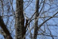 Curious Downy Woodpecker Royalty Free Stock Photo