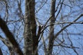 Curious Downy Woodpecker Royalty Free Stock Photo