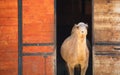 Cute camel in the doorway of its barn