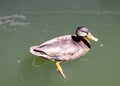 Confident Duck Near Floating Deck, Portland Oregon, USA