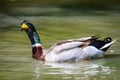 look of a curious duck Royalty Free Stock Photo