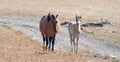 Curious Dun Foal with Dun Mare Mother walking up Sykes Ridge in the Pryor Mountains of Wyoming - Montana Royalty Free Stock Photo