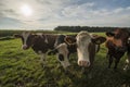 Curious Dutch cows in a pasture near Winterswijk Royalty Free Stock Photo