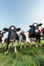 Curious Dutch milk cows Royalty Free Stock Photo