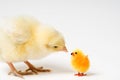 Curious Easter Chick and His Friend