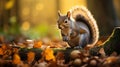 Curious Eastern Gray Squirrel with Acorn in Autumn Forest Royalty Free Stock Photo