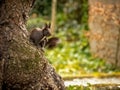 Curious Eastern Gray Squirrel standing on its hind legs, peering out from behind a large tree trunk