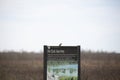 Curious Eastern Phoebe on a Sign