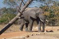 Curious elephant