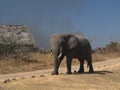 Curious elephant