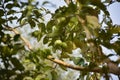 Curious Encounter: Colorful Parrots Caught in the Act of Guava Feasting Royalty Free Stock Photo