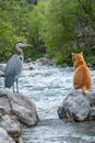 Curious Encounter A Grey Heron and Ginger Cat Engage in a Standoff by the Rivers Edge Royalty Free Stock Photo