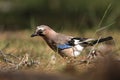 Curious eurasian jay on the ground looking for the food