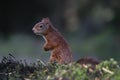 Curious Eurasian red squirrel Sciurus vulgaris in an autumn forest