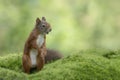 Curious Eurasian red squirrel Sciurus vulgaris in the forest of Noord Brabant in the Netherlands.