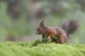 Curious Eurasian red squirrel Sciurus vulgaris in the forest of Noord Brabant in the Netherlands.