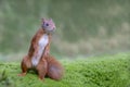 Curious Eurasian red squirrel Sciurus vulgaris in the forest of Noord Brabant in the Netherlands.