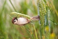 Curious eurasian tree sparrow hanging on haulm in the summer.