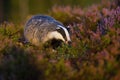 Curious european badger approaching from front view on moorland