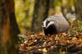 Curious european badger with fluffy fur standing in the autumnal forest