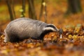 Adorable european badger sniffing forest fungus with its nose in autumn