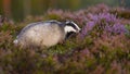 Curious european badger looking aside from profile view on blooming heathland