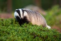 Curious european badger walking in cranberry bushes in summer nature