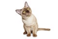 Curious European Burmese cat